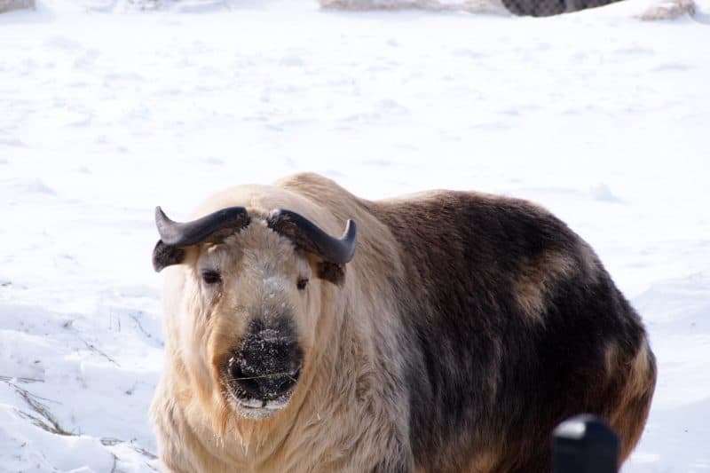 A takin a rare animal from China, in the zoo.