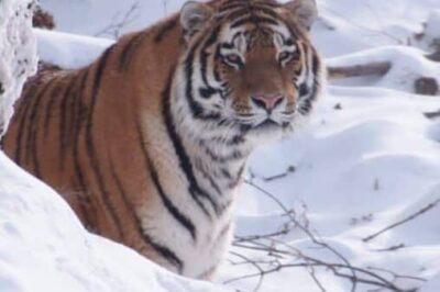 Siberian Tiger at Assiniboine Park Zoo, Winnipeg Manitoba.