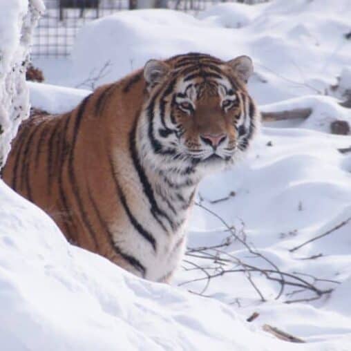 Siberian Tiger at Assiniboine Park Zoo, Winnipeg Manitoba.