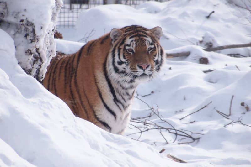 Siberian Tiger at Assiniboine Park Zoo, Winnipeg Manitoba.