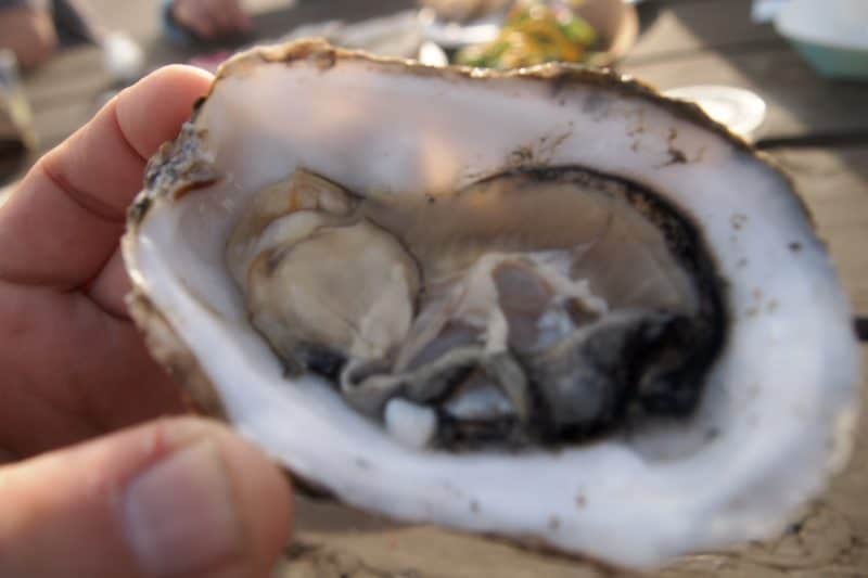 A Pacific oyster grown in Baja, California, ready to slurp...hold the cocktail sauce!