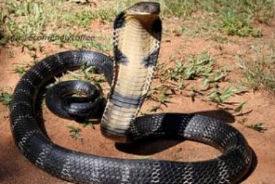 king_cobra