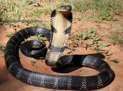 king_cobra