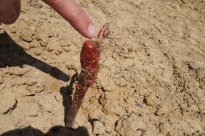Grafted grape vines: all of the grapes used for Armagnac are grafted onto the rootstock of another plant.
