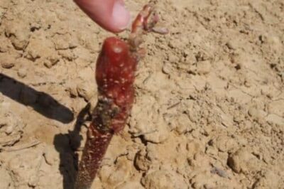 Grafted grape vines: all of the grapes used for Armagnac are grafted onto the rootstock of another plant.