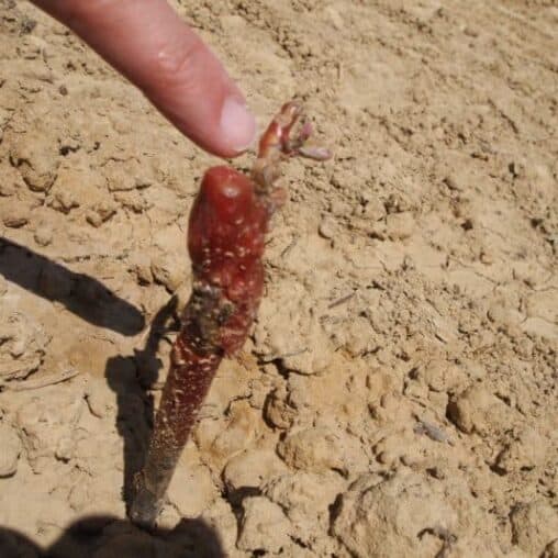 Grafted grape vines: all of the grapes used for Armagnac are grafted onto the rootstock of another plant.