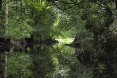 Canoeing the Hillsborough River with Canoe Escape, Tampa FL.