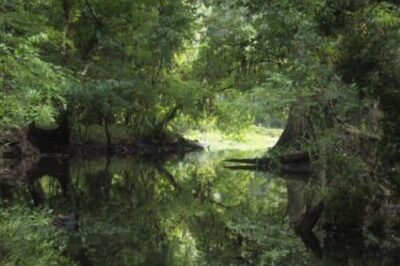 Canoeing the Hillsborough River with Canoe Escape, Tampa FL.