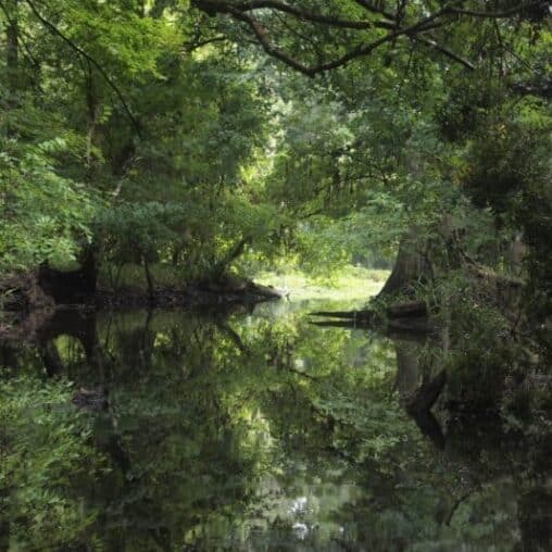 Canoeing the Hillsborough River with Canoe Escape, Tampa FL.