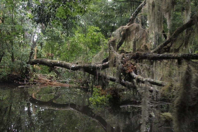 Canoeing the Hillsborough River Near Tampa, Watching a Hawk and a Snake 3 Spanish Moss