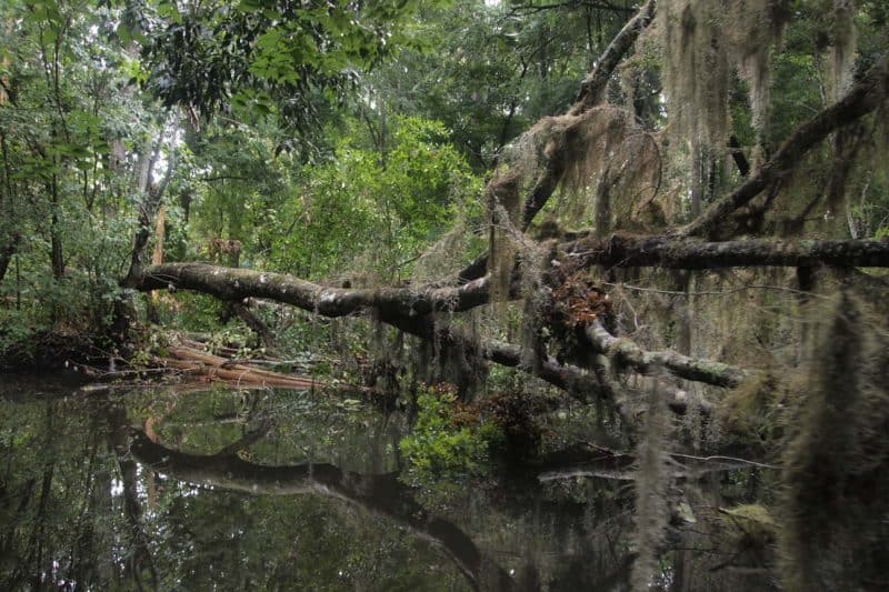 Spanish Moss