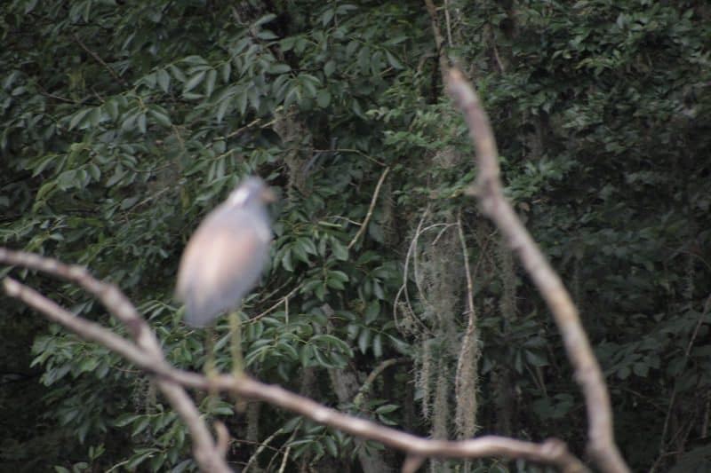 Canoeing the Hillsborough River Near Tampa, Watching a Hawk and a Snake 4 Spanish Moss