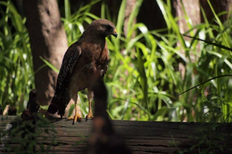 This hawk had his eye on a snake but didn't get a chance to catch him.