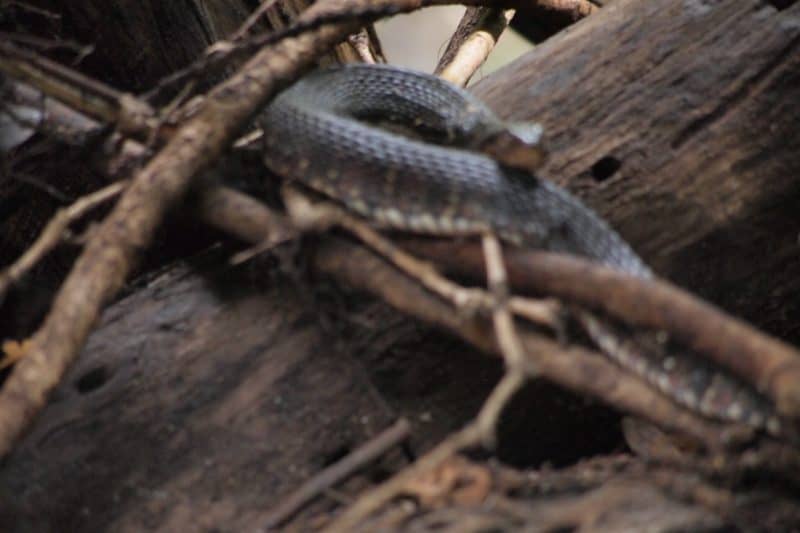 A water snake is curled up relaxing by the Hillsborough river.