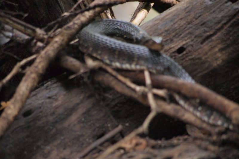 Canoeing the Hillsborough River Near Tampa, Watching a Hawk and a Snake 5 A water snake is curled up relaxing by the Hillsborough river.