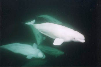 Belugas in Manitoba