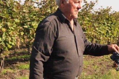 Grapes ready to pick in eastern Georgia.