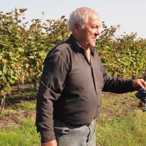 Grapes ready to pick in eastern Georgia.