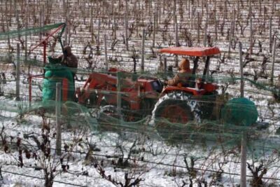 Workers remove the nets from grape vines in Old Mission, Michigan.