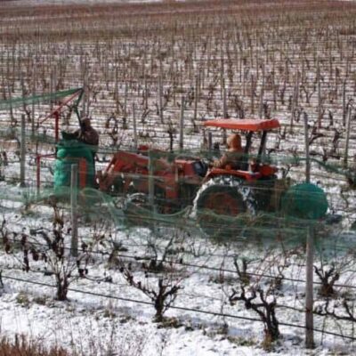 Workers remove the nets from grape vines in Old Mission, Michigan.