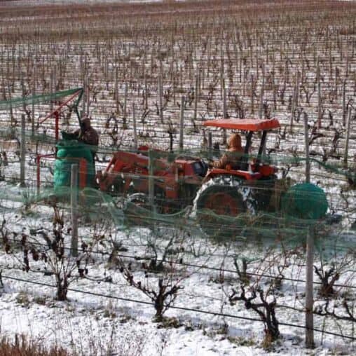 Workers remove the nets from grape vines in Old Mission, Michigan.
