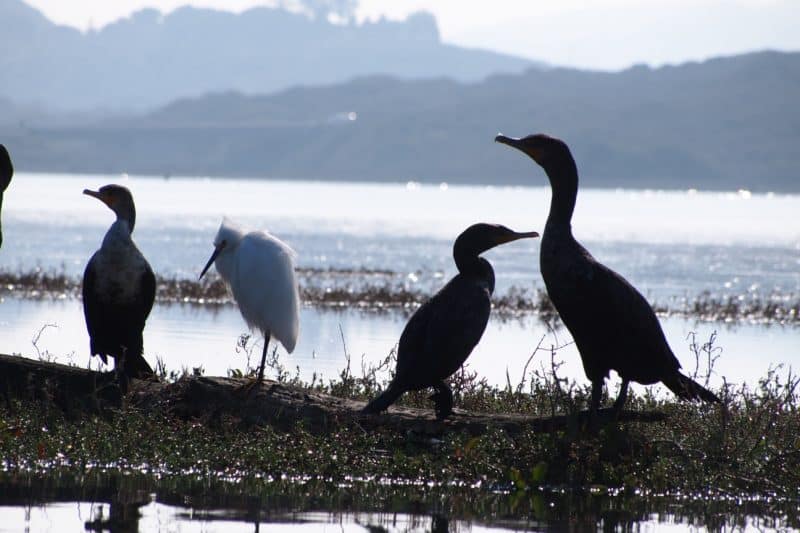 Heron and cormorants in Morro Bay, California.