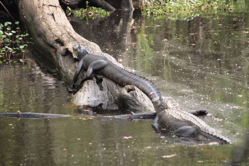 Gators' age is determined by how long they are, 3' equals three years.