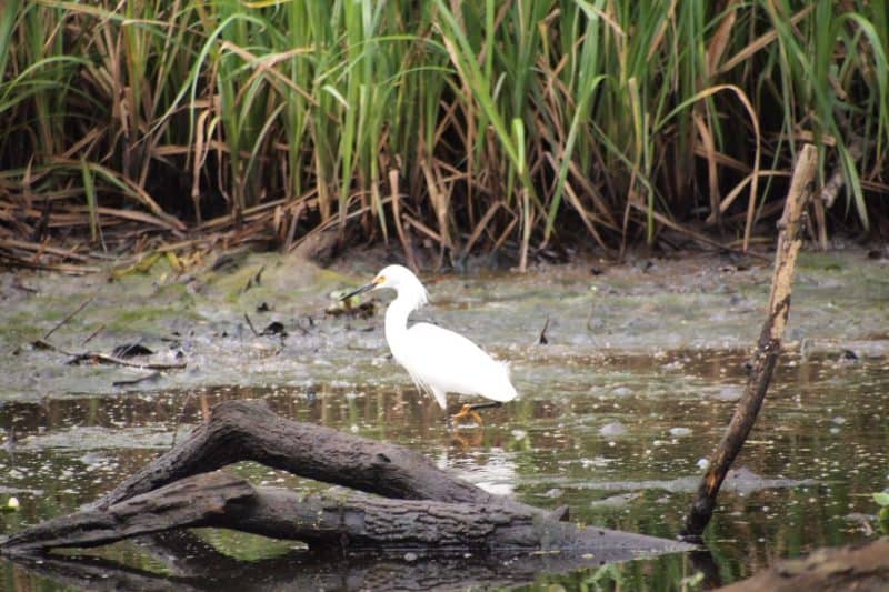Egret in the Manshack swamp.