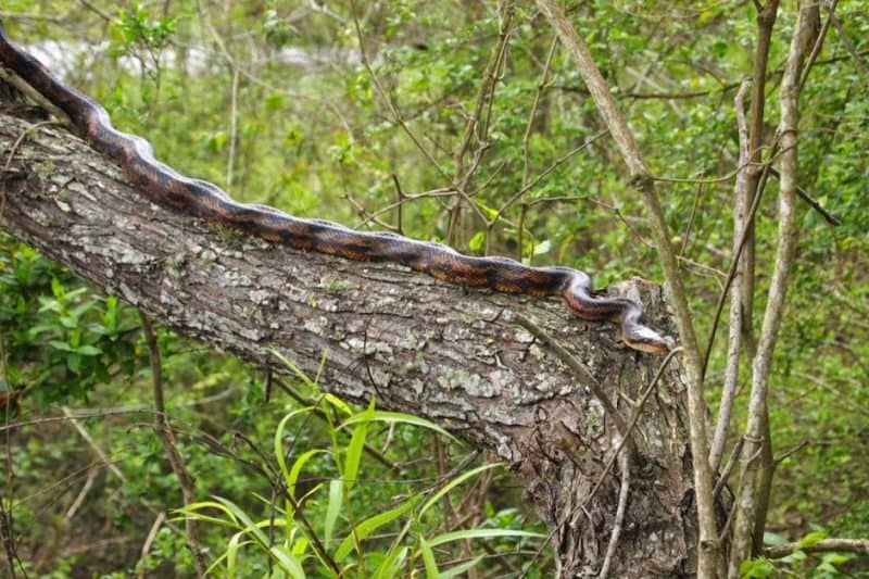 A rate snake on the Creole Nature Trail, near Lake Charles.