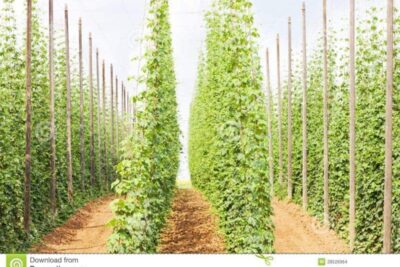 Hops grow on very tall poles, up 20 or more feet. 
