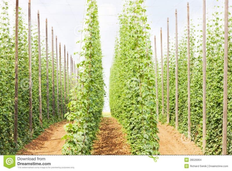Hops grow on very tall poles, up 20 or more feet. 