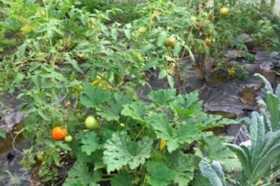 Growing kale, squash, tomatoes, peppers, and a lot more in South Deerfield, MA.