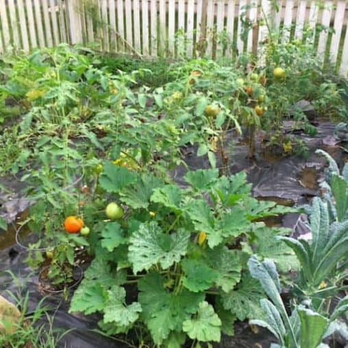 Growing kale, squash, tomatoes, peppers, and a lot more in South Deerfield, MA.