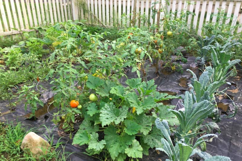 Growing kale, squash, tomatoes, peppers, and a lot more in South Deerfield, MA. 