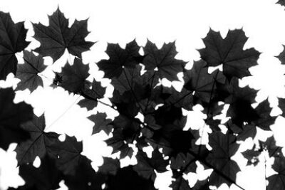 leaves