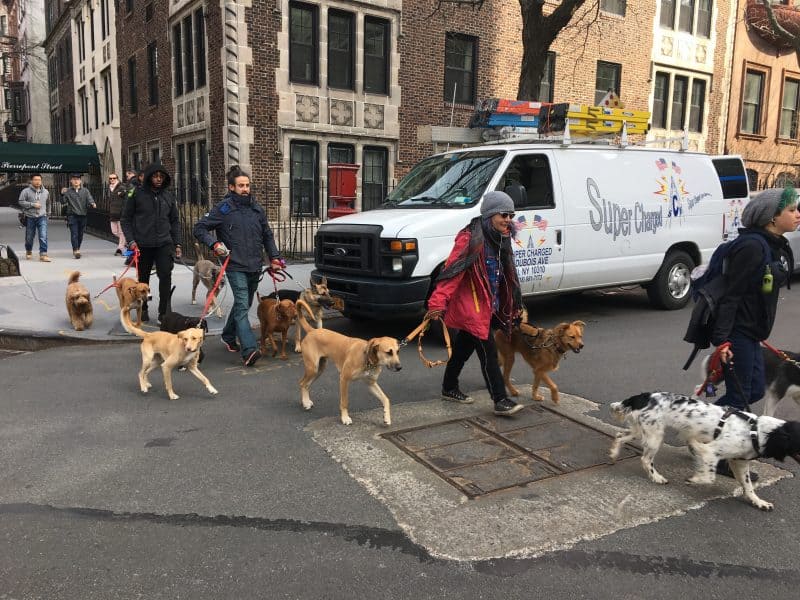 Dogwalkers on Pierrepont Street in Brooklyn Heights. 
