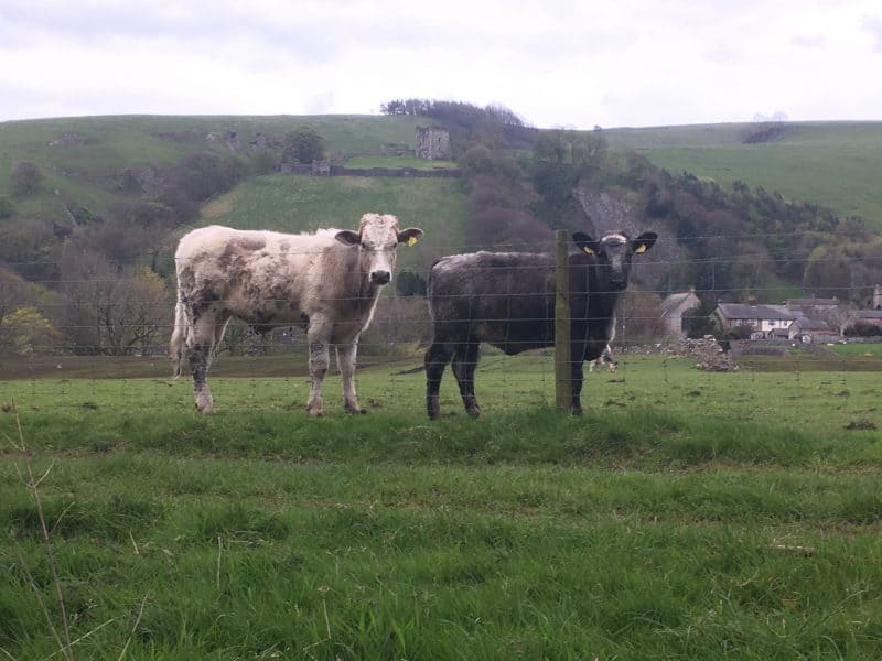 Young cows in the field are happy to move over for walkers. Castleton, England.