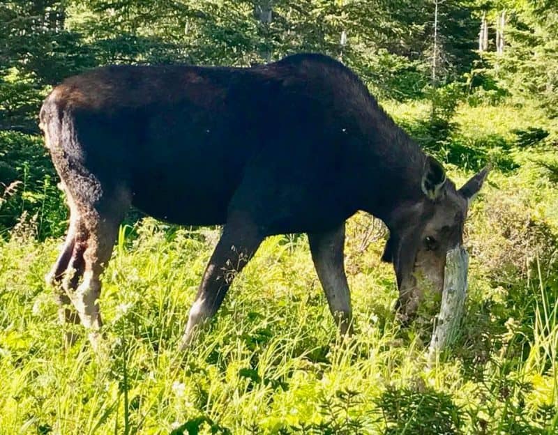 In the Parc National de Gaspesie, moose are a common site, this one was just twenty feet away!
