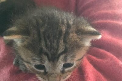 Our kitten is still breastfeeding but at the end of January she'll come home to our house!