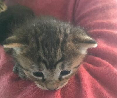 Our kitten is still breastfeeding but at the end of January she'll come home to our house!