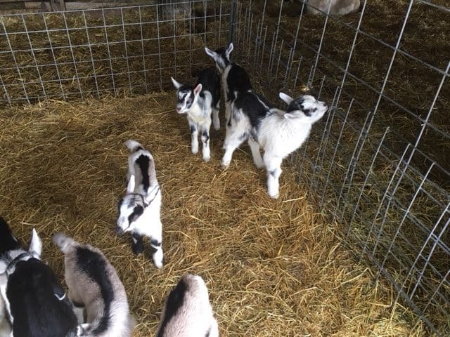 One-day old goats can walk, nuzzle and carry on like their older siblings.