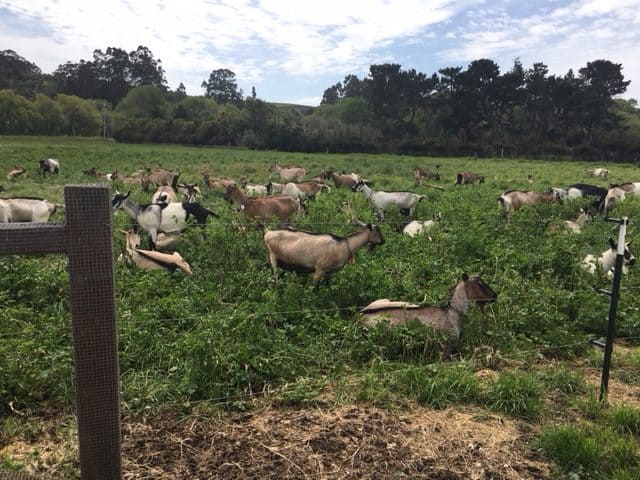 At Harley Farms in Pescadero, more than 150 goats are the star attraction.