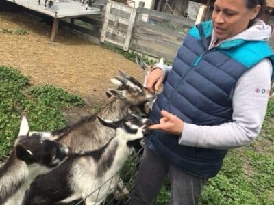 goats at Harley Farms, Pescadero, CA