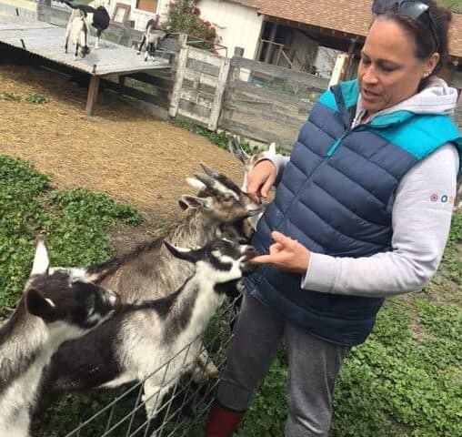 goats at Harley Farms, Pescadero, CA