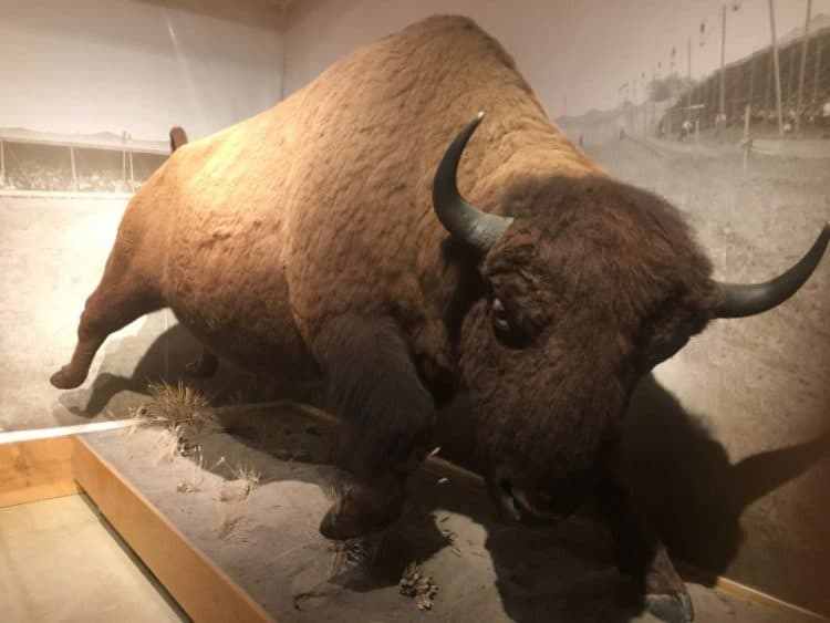 A stuffed bison at the Buffalo Bill burial site.