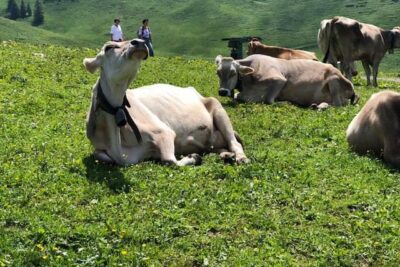 cow