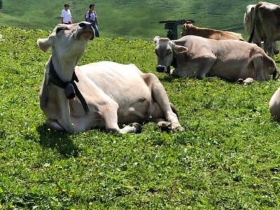 cow