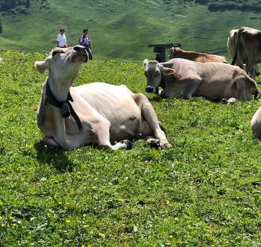 cow