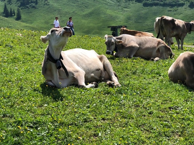 Brown Swiss cows live up on the top of Niedere mountain, where cheese is produced next to where the tram stops. It's also a popular place to paraglide, with dozens of flyers jumping off the cliffs.