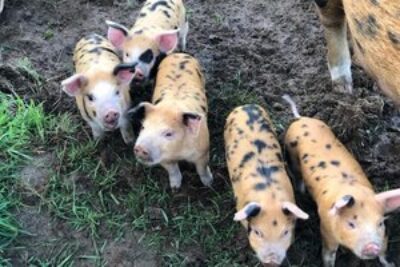 Oxford Brown pigs on Guernsey Island.